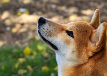 Have ETH whales altered their palate to the likes of SHIB’s ‘BONE’s