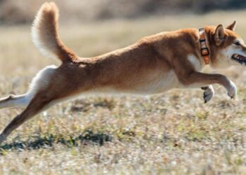 Can Shiba Inu [SHIB] go to the moon thanks to its new rocket concept art