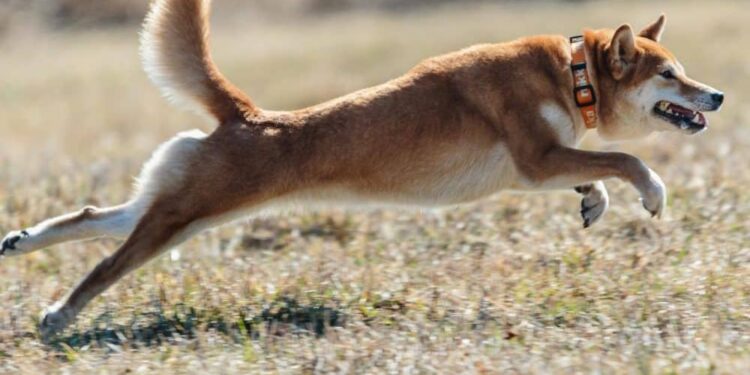 Can Shiba Inu [SHIB] go to the moon thanks to its new rocket concept art