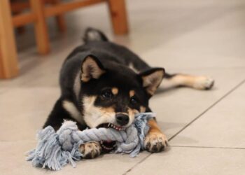 Is SHIB following DOGE’s footsteps? This latest data may compel traders to think…