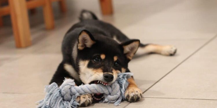 Is SHIB following DOGE’s footsteps? This latest data may compel traders to think…