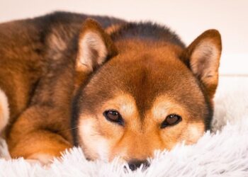 Shiba Inu Coin (SHIB) Price Prediction 2025-2030: A 2800x hike on the cards ONLY if…