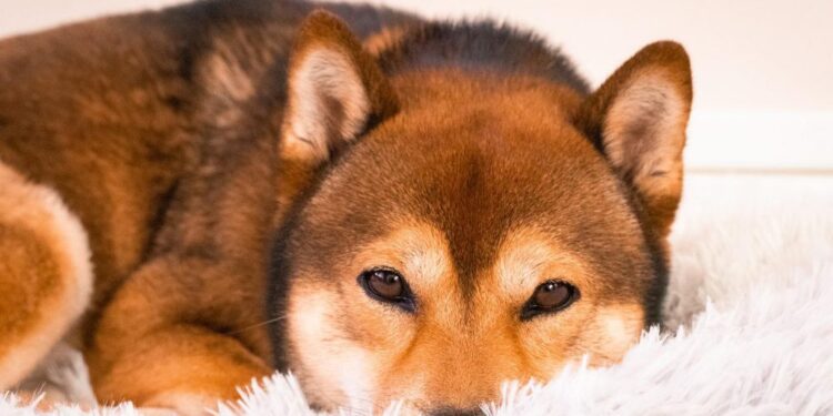 Shiba Inu Coin (SHIB) Price Prediction 2025-2030: A 2800x hike on the cards ONLY if…