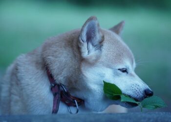 Shiba Inu Coin (SHIB) Price Prediction 2025-2030: Why a 2800x hike is likely after Shiba Eternity