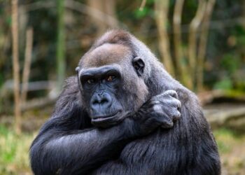 ApeCoin [APE] long-term holders, here’s a metaverse update for you