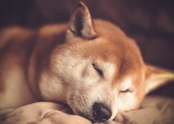 Shiba Inu has a bearish bias; here is where traders can enter short positions