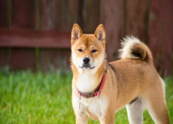 Are Shiba Inu [SHIB] investors becoming cautiously optimistic? This trend reversal…