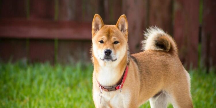 Are Shiba Inu [SHIB] investors becoming cautiously optimistic? This trend reversal…