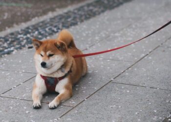 Shiba Inu gets a new metaverse update, but can it help SHIB go up?