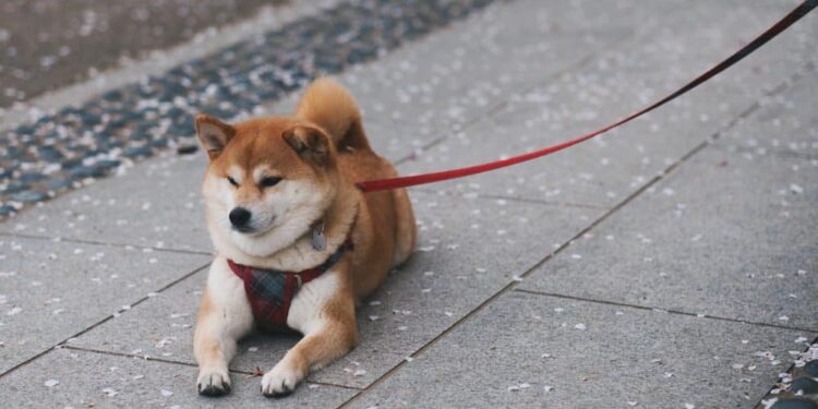 Shiba Inu gets a new metaverse update, but can it help SHIB go up?