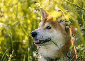 Shiba Inu Coin (SHIB) Price Prediction 2025-2030: Is $1 still on the cards for SHIB?