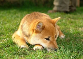 Dogecoin (DOGE) Price Prediction 2025-2030: How close is DOGE to its bottom?