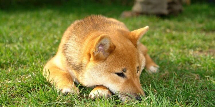 Dogecoin (DOGE) Price Prediction 2025-2030: How close is DOGE to its bottom?