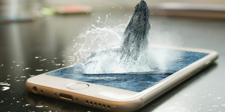 Top 5 Cryptocurrency That Crypto Whales Are Buying