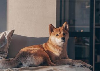 Shiba Inu gets attention from whales, but what does it mean for its price