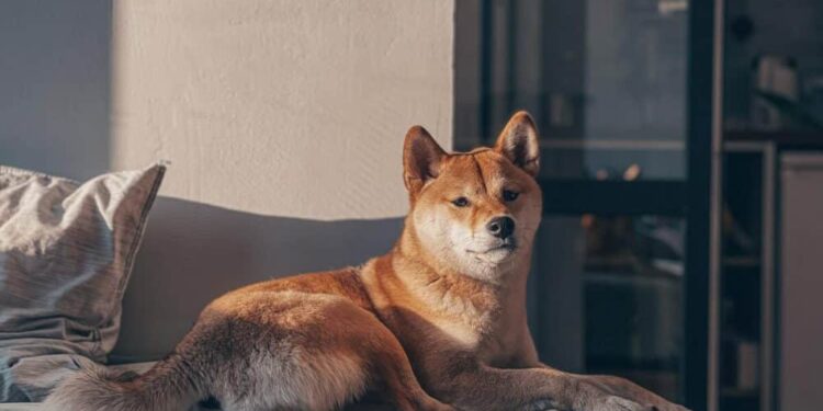 Shiba Inu gets attention from whales, but what does it mean for its price