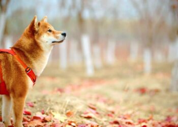 Shiba Inu Coin (SHIB) Price Prediction 2025-2030: SHIB holders can manifest bull run, if…