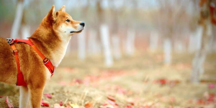 Shiba Inu Coin (SHIB) Price Prediction 2025-2030: SHIB holders can manifest bull run, if…