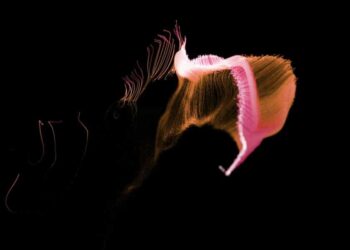 MultiverseX: Can the new roadmap push EGLD to the edge of a price rally