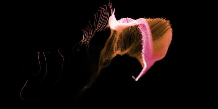 MultiverseX: Can the new roadmap push EGLD to the edge of a price rally