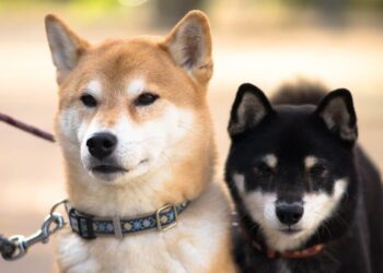 Shiba Inu Coin (SHIB) Price Prediction 2025-2030: SHIB climbing to $1 depends on…