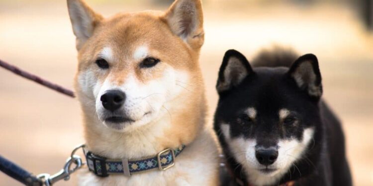 Shiba Inu Coin (SHIB) Price Prediction 2025-2030: SHIB climbing to $1 depends on…