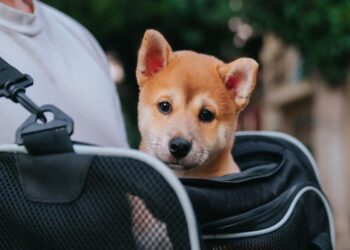 Shiba Inu has news on this front but will that be enough to save an ailing SHIB?