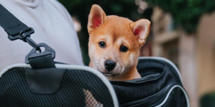 Shiba Inu has news on this front but will that be enough to save an ailing SHIB?