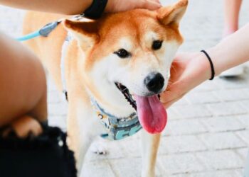 With Shiba Inu eyeing major milestones in 2023, can SHIB leave 2022 behind?