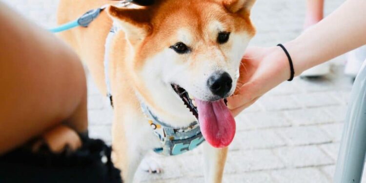 With Shiba Inu eyeing major milestones in 2023, can SHIB leave 2022 behind?