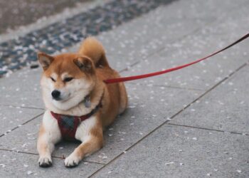 Whales find a liking for Shiba Inu [SHIB] but a burning issue prevails