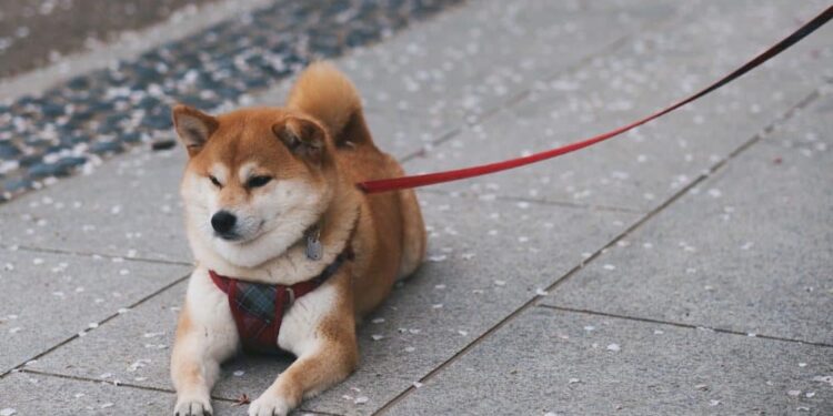 Whales find a liking for Shiba Inu [SHIB] but a burning issue prevails