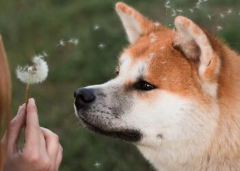Can Shiba Inu’s Metaverse update help SHIB continue its bull rally? 