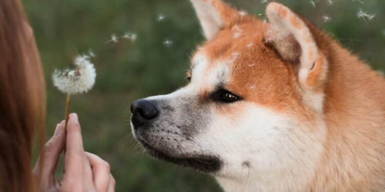 Can Shiba Inu’s Metaverse update help SHIB continue its bull rally? 