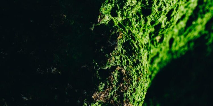 Polygon (MATIC) Price Prediction 2025-2030: Can MATIC rally in the long haul