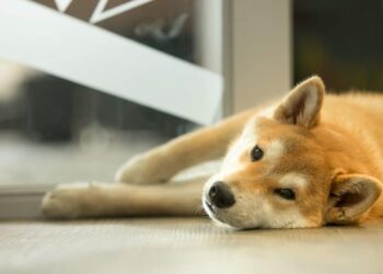 FLOKI sets memecoin stage on fire, but is it too big a threat for Shiba Inu?