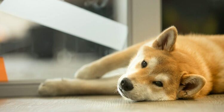 Shiba Inu Coin (SHIB) Price Prediction 2025-2030: Despite bullish intent, SHIB havers