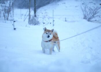 Shiba Inu Coin (SHIB) Price Prediction 2025-2030: SHIB rises by 3% amid…