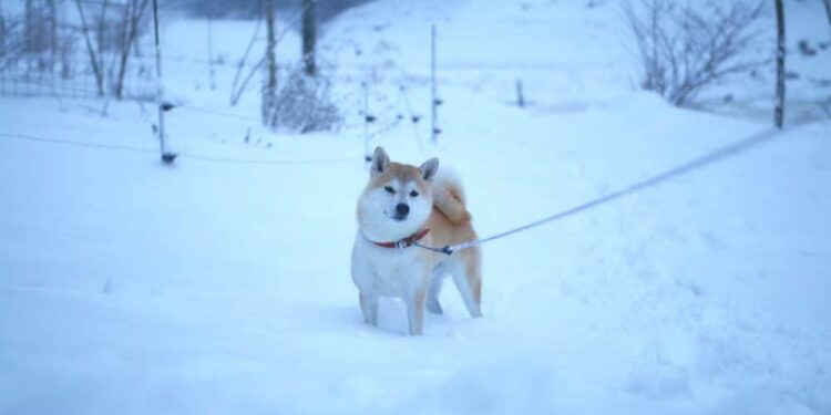 Shiba Inu Coin (SHIB) Price Prediction 2025-2030: SHIB rises by 3% amid…