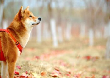 Decoding SHIB’s performance in the wake of Shibarium’s beta launch