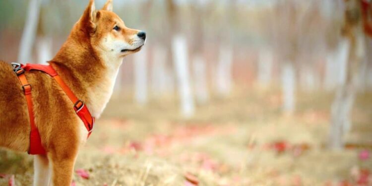 Decoding SHIB’s performance in the wake of Shibarium’s beta launch