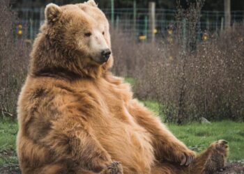 New milestone for Tron [TRX], but will that really be enough