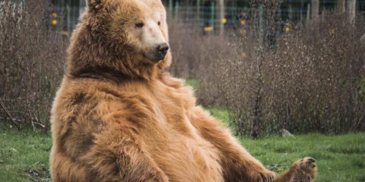 New milestone for Tron [TRX], but will that really be enough