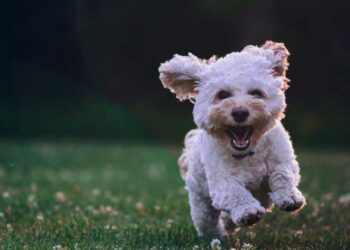 Why Dogecoin holders may care less about the Shiba Inu [SHIB] expansion